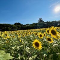 🌻向日葵🌻元気に咲いてます🌻　ウィングローバルテニスアカデミー南栗橋