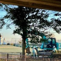 🌳公園の木が🪵・・・　ウィングローバルテニスアカデミー南栗橋